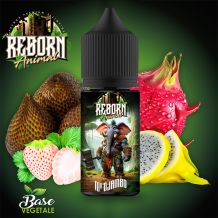Reborn Animal - Mr DJambo